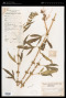 Leonurus sibiricus L.