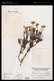 Tetramolopium alinae (F.Muell.) Mattf.