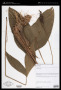 Arecaceae