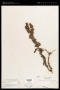 Adenosma indiana (Lour.) Merr.