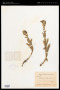 Verbascum thapsus L.