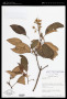 Miconia mirabilis (Aubl.) L.O.Williams