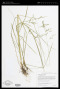 Glyceria striata (Lam.) Hitchc.
