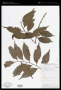 Flacourtiaceae