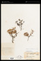 Syzygium polycladum Merr. & L.M.Perry