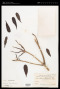 Lumnitzera littorea (Jack) Voigt