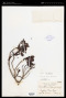 Lumnitzera littorea (Jack) Voigt
