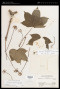 Kalopanax septemlobus (Thunb.) Koidz.