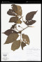 Solanum asperolanatum Ruiz & Pav.