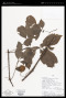 Solanum barbeyanum Huber