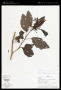 Solanum caricaefolium Rusby