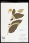 Solanum clathratum Sendtn.