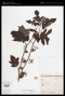 Solanum atropurpureum Schrank