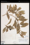 Solanum barbulatum Zahlbr.