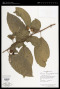 Solanum leucocarpon Dunal