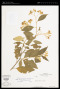 Solanum sanctaecatharinae Dunal