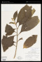 Solanum rugosum Dunal