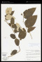 Solanum schlechtendalianum Walp.