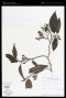 Solanum saponaceum Dunal
