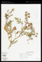 Solanum sisymbriifolium Lam.