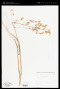 Bromus japonicus Thunb.