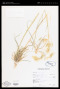 Avena fatua L.