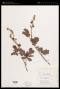 Mimosa deamii B.L.Rob.