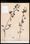 Mimosa lactiflua Delile ex Benth.