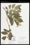 Solanum ochranthum Dunal