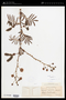 Mimosa asperata L.