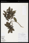 Solanum barbulatum Zahlbr.