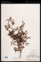 Mimosa aculeaticarpa Ortega