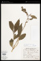 Solanum trichoneuron Lillo