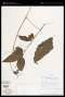 Solanum oxyphyllum C.V.Morton