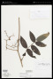 Solanum juglandifolium Dunal