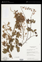 Mimosa albida Humb. & Bonpl. ex Willd.