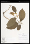 Solanum L.