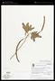 Senna pallida (Vahl) H.S.Irwin & Barneby