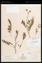 Senna occidentalis (L.) Link