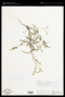 Astragalus sinaloae Barneby