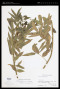 Senna septemtrionalis (Viv.) H.S.Irwin & Barneby