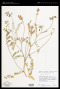 Astragalus fastidius (Kellogg) M.E.Jones