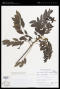 Senna racemosa (Mill.) H.S.Irwin & Barneby