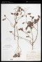 Senna pallida (Vahl) H.S.Irwin & Barneby var. pallida
