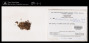 Octoblepharum ampullaceum Mitt.