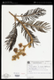 Mimosa foliolosa var. peregrina Barneby