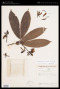 Heterostemon otophorus Sandwith