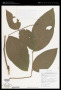 Senna macrophylla var. gigantifolia (Britton & Killip) H.S.Irwin & Barneby
