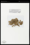 Ramalina pollinaria (Westr.) Ach.