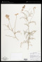 Astragalus magdalenae Greene var. magdalenae